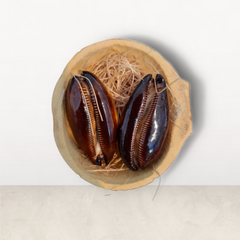 CAURI RUB MARRON+CALEBASSE 5/6 cm (édition limitée 2pc)