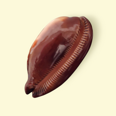 CAURI RUB MARRON 7cm (1pc)